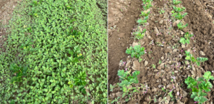 Celery before and after.